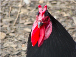 10 Weirdest Chicken Breeds in the World
