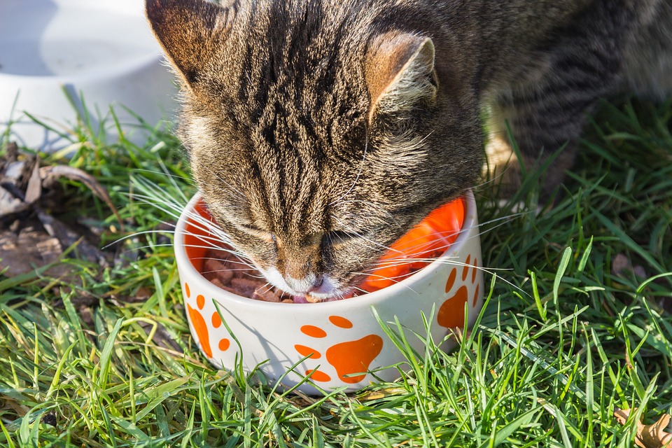 How to select best Food for Cats & Dogs