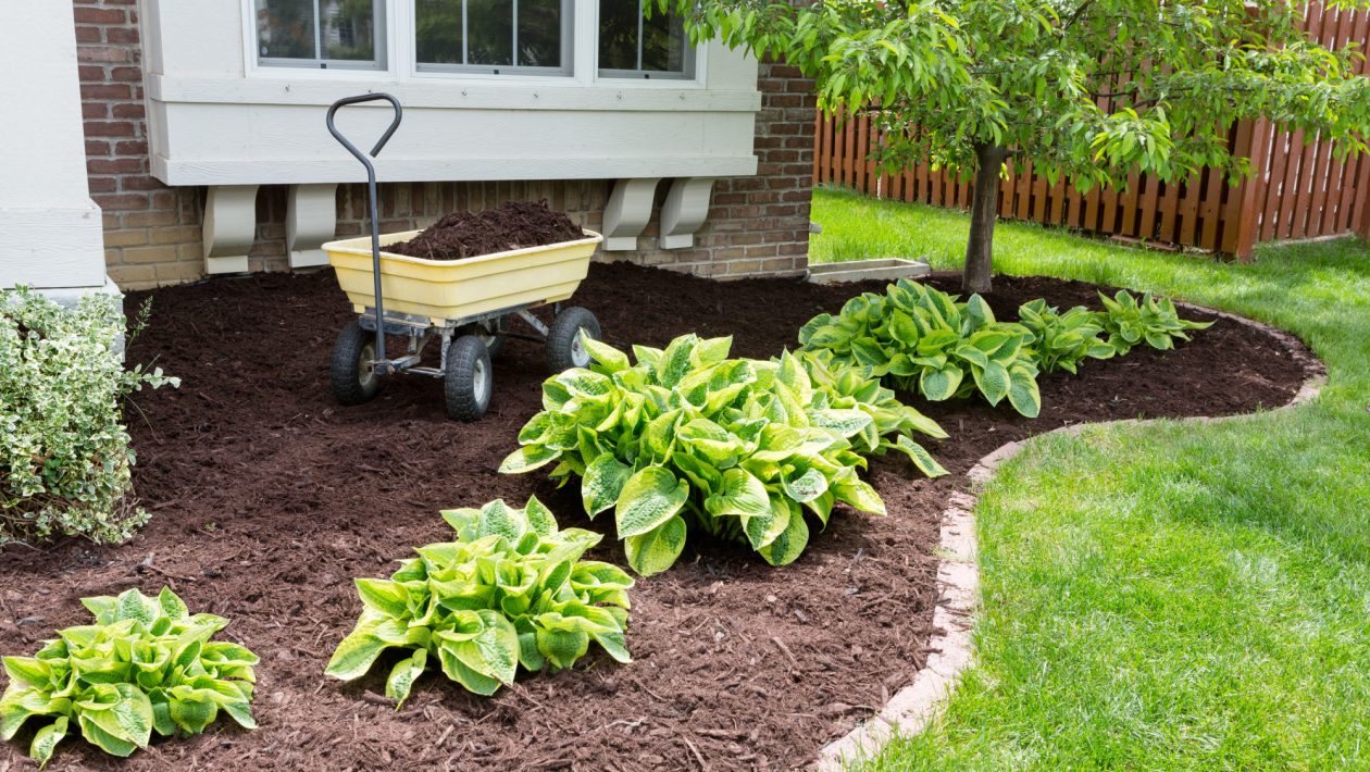 How to Live Your Best Lawn Life: 5 Landscaping Maintenance Tips You Need